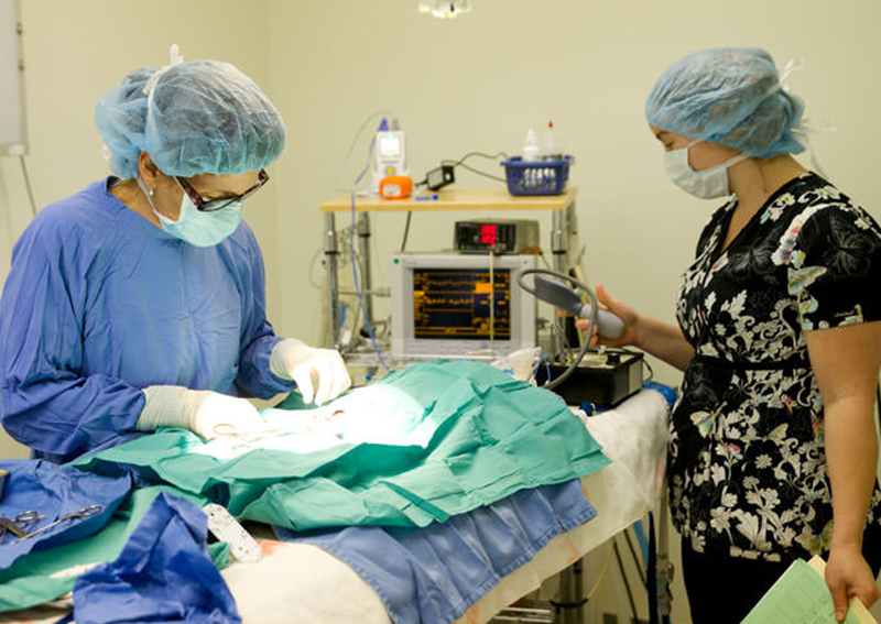 Carousel Slide 6: Veterinary Surgery